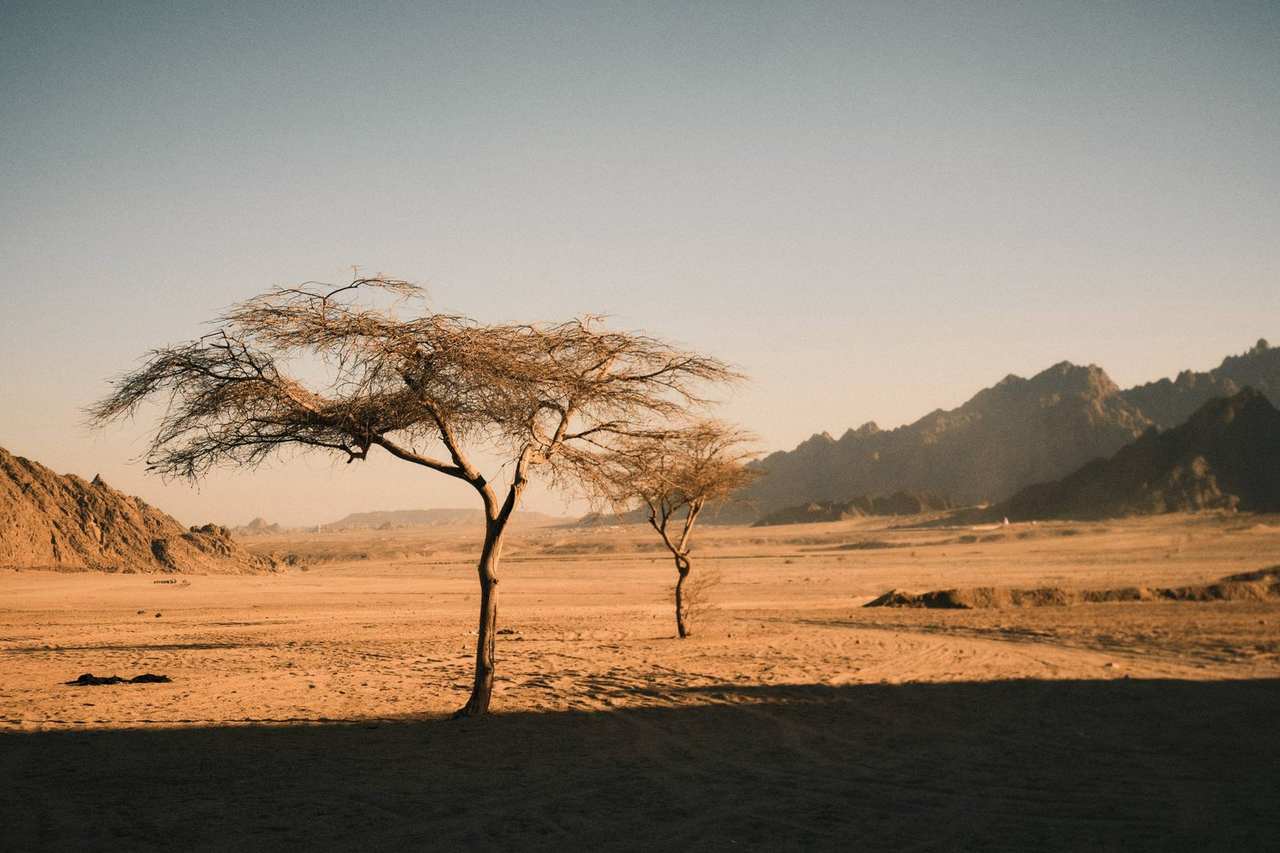 Desert landscape at golden hour: two flat-topped acacias