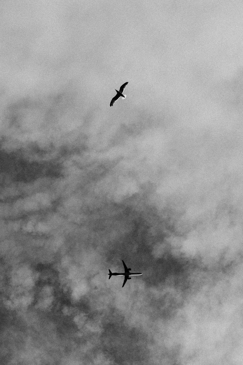 A gull against a heavy grey cloud
